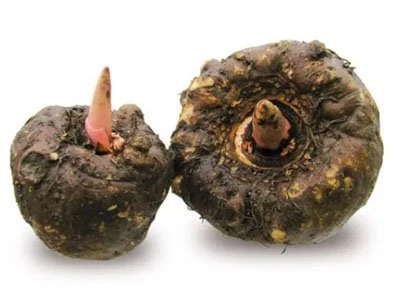 konjac root