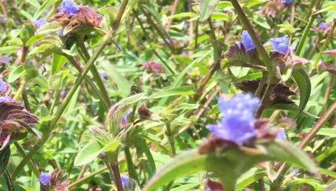 Miksi ekdysteronijauhe on niin pupular?