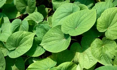 Mihin Kava-juuriuutetta käytetään?