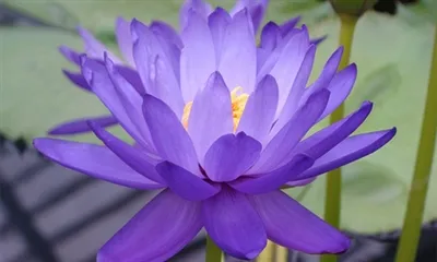 Kuinka käytät Blue Lotus -uutetta?